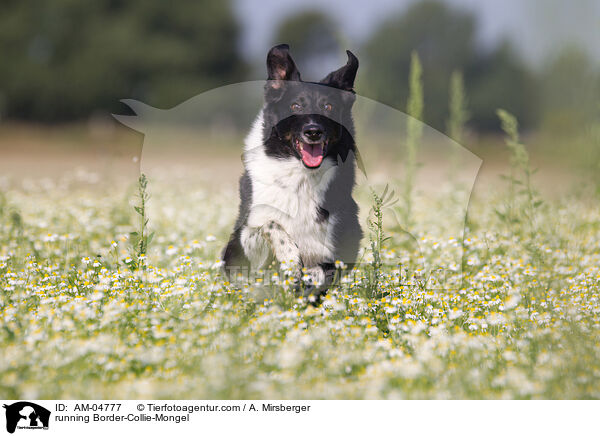 rennender Border-Collie-Mischling / running Border-Collie-Mongel / AM-04777