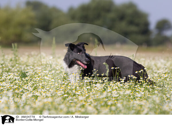 Border-Collie-Mischling / Border-Collie-Mongel / AM-04778