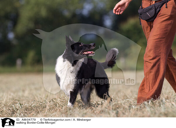 laufender Border-Collie-Mischling / walking Border-Collie-Mongel / AM-04779