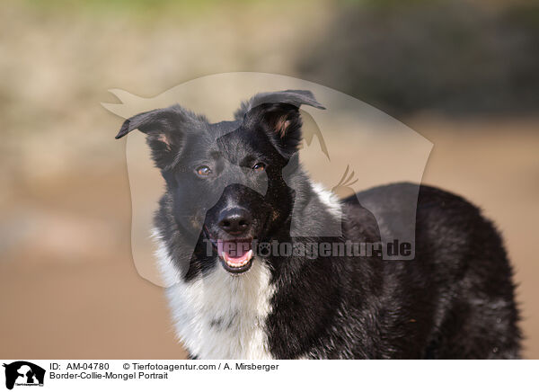 Border-Collie-Mischling Portrait / Border-Collie-Mongel Portrait / AM-04780