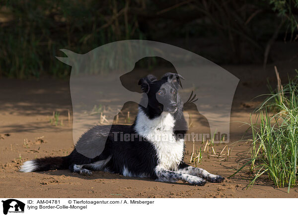 liegender Border-Collie-Mischling / lying Border-Collie-Mongel / AM-04781