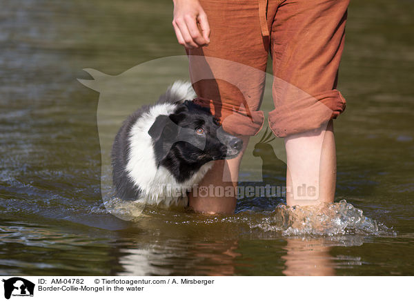 Border-Collie-Mischling im wasser / Border-Collie-Mongel in the water / AM-04782