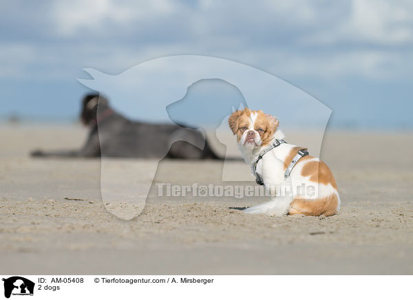 2 dogs / AM-05408