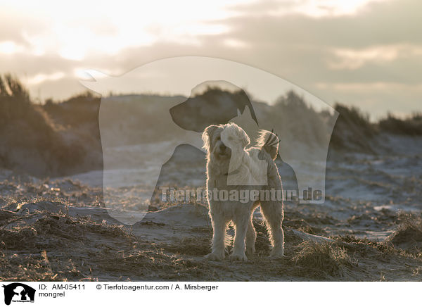 Mischling / mongrel / AM-05411