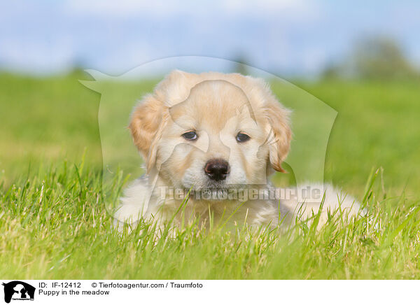 Puppy in the meadow / IF-12412