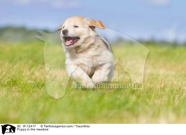 Puppy in the meadow / IF-12417