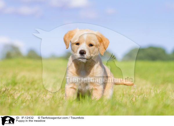 Puppy in the meadow / IF-12432