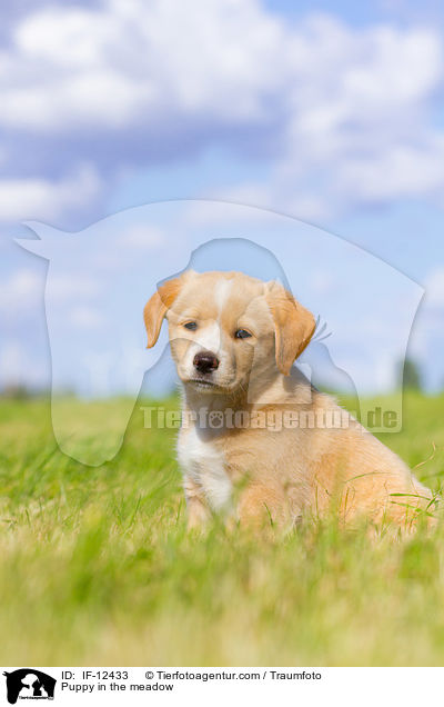 Puppy in the meadow / IF-12433
