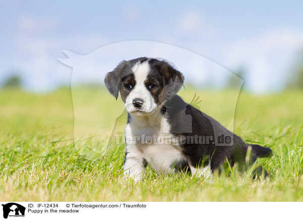 Puppy in the meadow / IF-12434