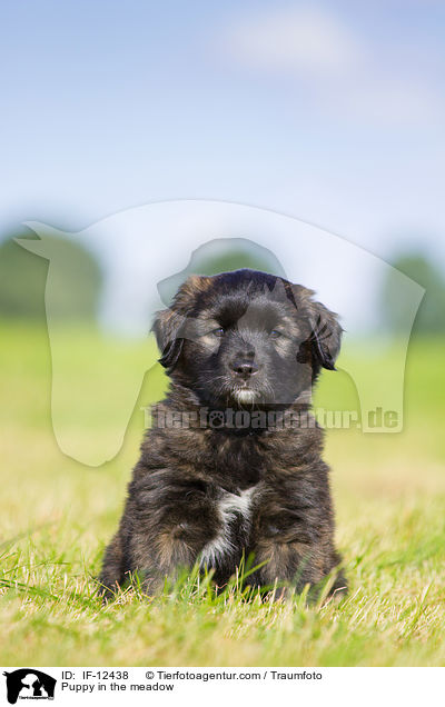 Puppy in the meadow / IF-12438
