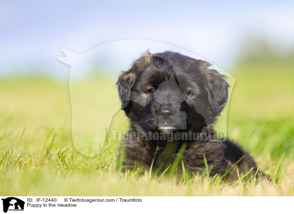 Puppy in the meadow / IF-12440