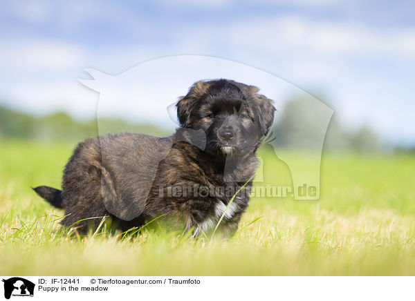Puppy in the meadow / IF-12441