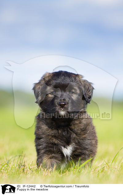 Puppy in the meadow / IF-12442