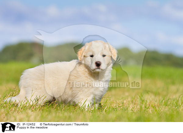 Puppy in the meadow / IF-12452