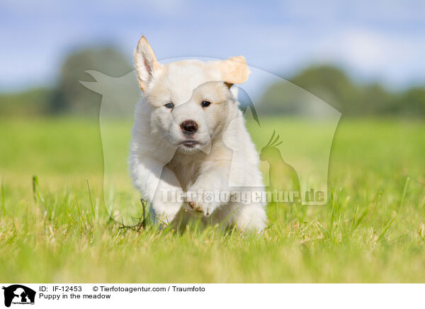 Puppy in the meadow / IF-12453