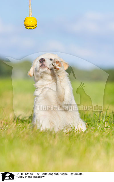 Puppy in the meadow / IF-12455