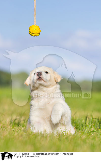 Puppy in the meadow / IF-12456