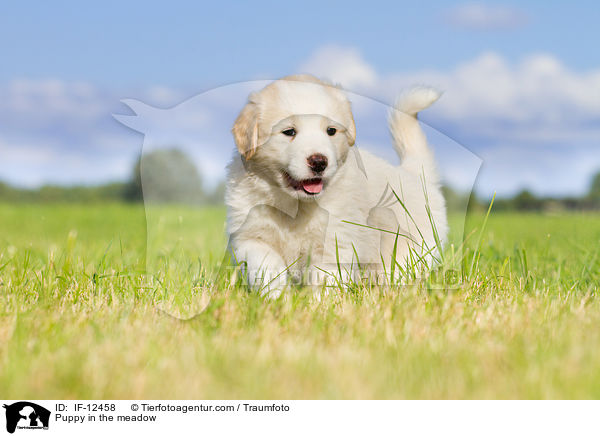 Puppy in the meadow / IF-12458