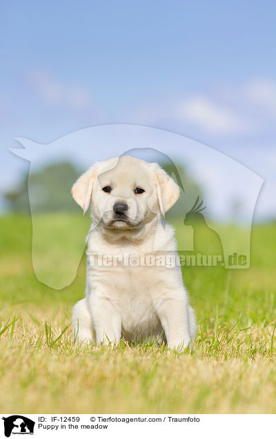 Puppy in the meadow / IF-12459