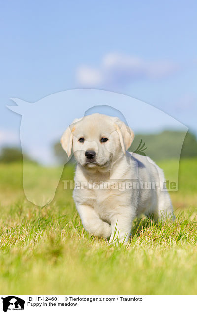 Puppy in the meadow / IF-12460
