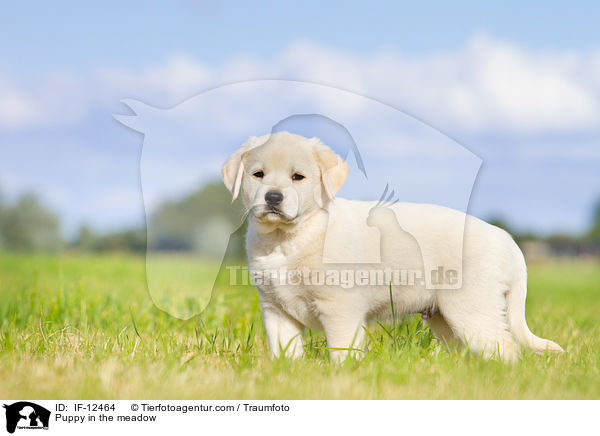 Puppy in the meadow / IF-12464