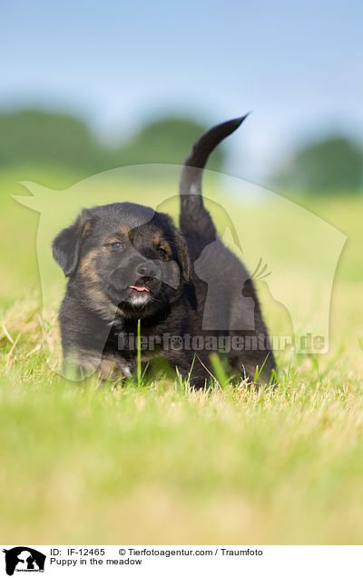 Puppy in the meadow / IF-12465