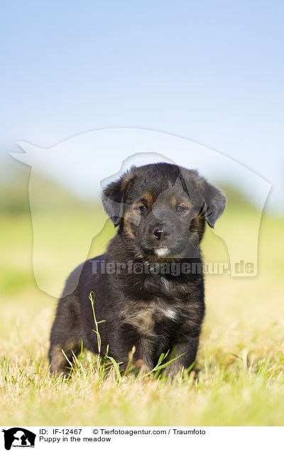 Puppy in the meadow / IF-12467