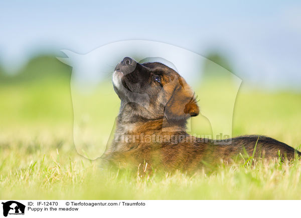 Puppy in the meadow / IF-12470