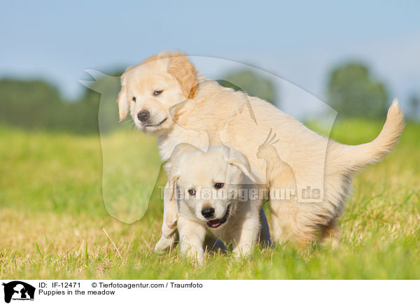 Puppies in the meadow / IF-12471