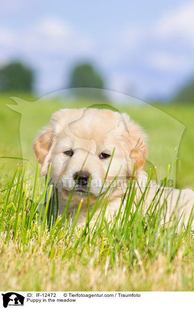 Puppy in the meadow / IF-12472