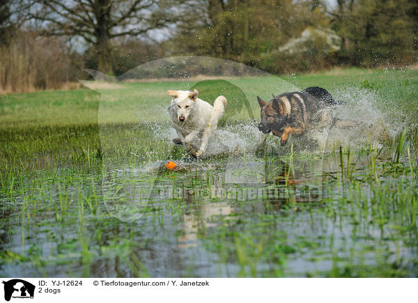 2 Hunde / 2 dogs / YJ-12624