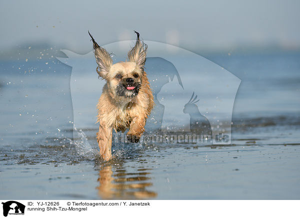 rennender Shih-Tzu-Mischling / running Shih-Tzu-Mongrel / YJ-12626