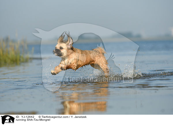 rennender Shih-Tzu-Mischling / running Shih-Tzu-Mongrel / YJ-12642