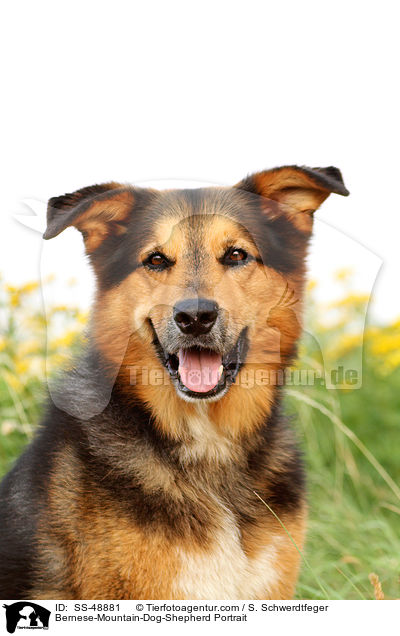 Berner-Sennenhund-Schferhund Portrait / Bernese-Mountain-Dog-Shepherd Portrait / SS-48881