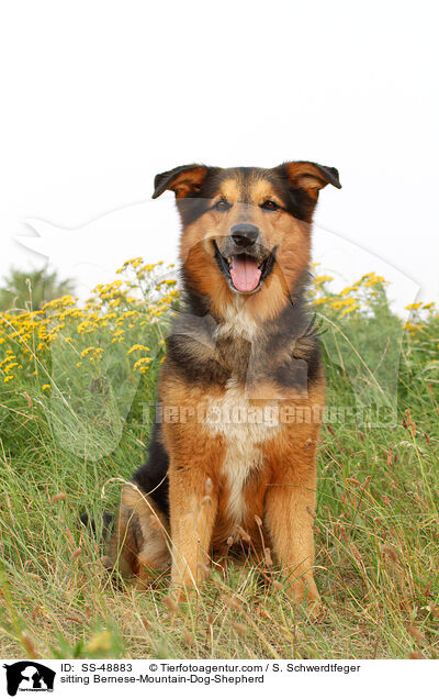 sitzender Berner-Sennenhund-Schferhund / sitting Bernese-Mountain-Dog-Shepherd / SS-48883