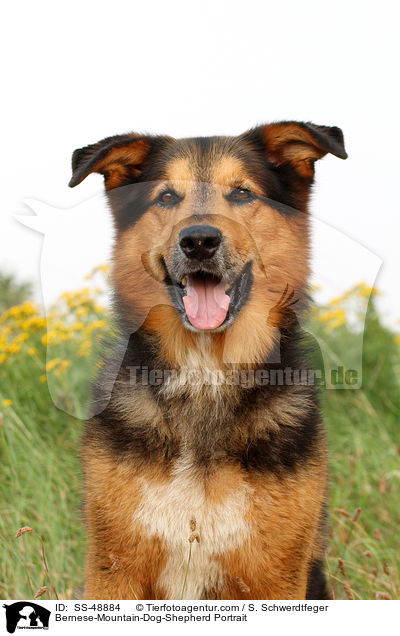 Berner-Sennenhund-Schferhund Portrait / Bernese-Mountain-Dog-Shepherd Portrait / SS-48884
