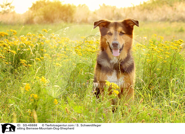 sitzender Berner-Sennenhund-Schferhund / sitting Bernese-Mountain-Dog-Shepherd / SS-48888