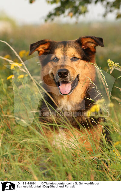 Berner-Sennenhund-Schferhund Portrait / Bernese-Mountain-Dog-Shepherd Portrait / SS-48891