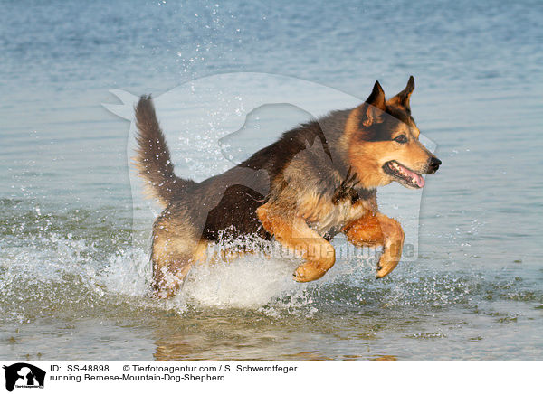 rennender Berner-Sennenhund-Schferhund / running Bernese-Mountain-Dog-Shepherd / SS-48898
