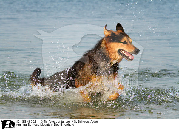 rennender Berner-Sennenhund-Schferhund / running Bernese-Mountain-Dog-Shepherd / SS-48902