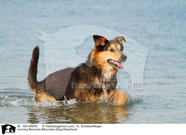 rennender Berner-Sennenhund-Schferhund / running Bernese-Mountain-Dog-Shepherd / SS-48905