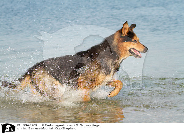 rennender Berner-Sennenhund-Schferhund / running Bernese-Mountain-Dog-Shepherd / SS-48909