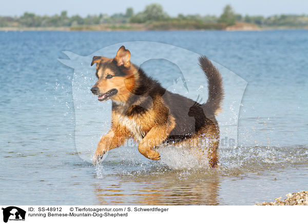 rennender Berner-Sennenhund-Schferhund / running Bernese-Mountain-Dog-Shepherd / SS-48912