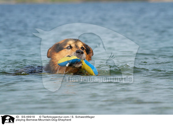 spielender Berner-Sennenhund-Schferhund / playing Bernese-Mountain-Dog-Shepherd / SS-48918