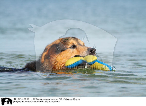 spielender Berner-Sennenhund-Schferhund / playing Bernese-Mountain-Dog-Shepherd / SS-48919