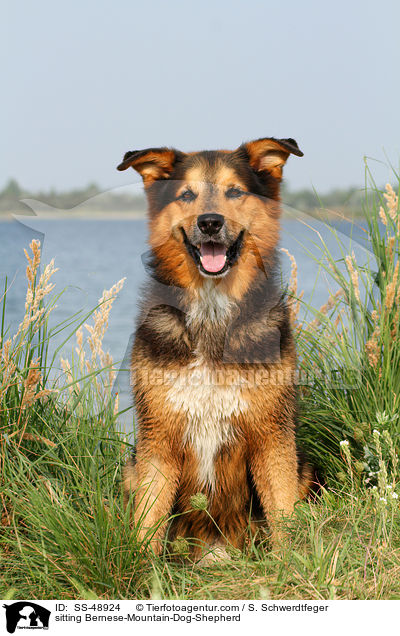 sitzender Berner-Sennenhund-Schferhund / sitting Bernese-Mountain-Dog-Shepherd / SS-48924