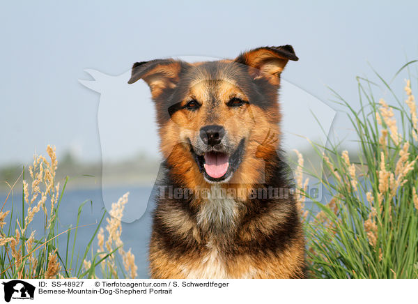 Berner-Sennenhund-Schferhund Portrait / Bernese-Mountain-Dog-Shepherd Portrait / SS-48927