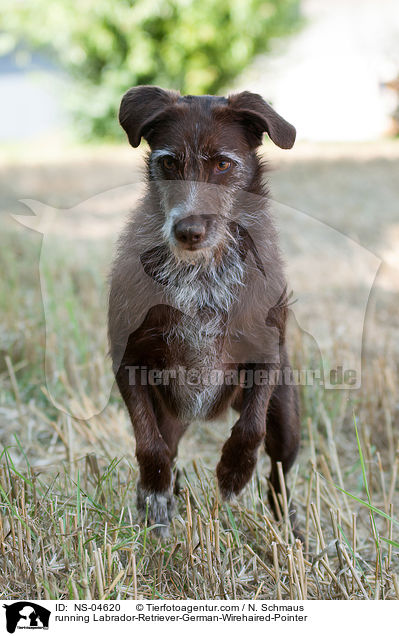 rennender Labrador-Retriever-Deutsch-Drahthaar / running Labrador-Retriever-German-Wirehaired-Pointer / NS-04620