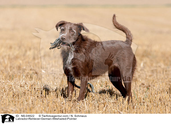 Labrador-Retriever-Deutsch-Drahthaar / Labrador-Retriever-German-Wirehaired-Pointer / NS-04622