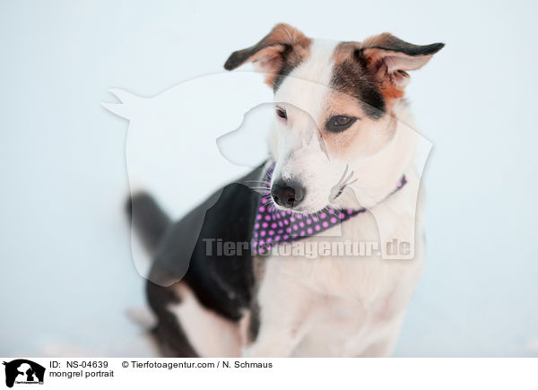 Mischling Portrait / mongrel portrait / NS-04639